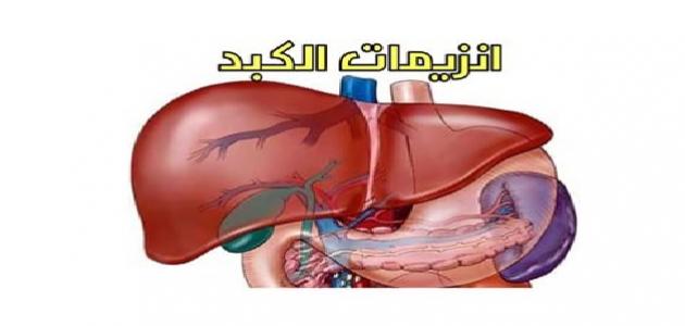 أسباب ارتفاع إنزيمات الكبد موقع المصطبة