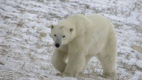 أهم المعلومات عن الدب القطبي
